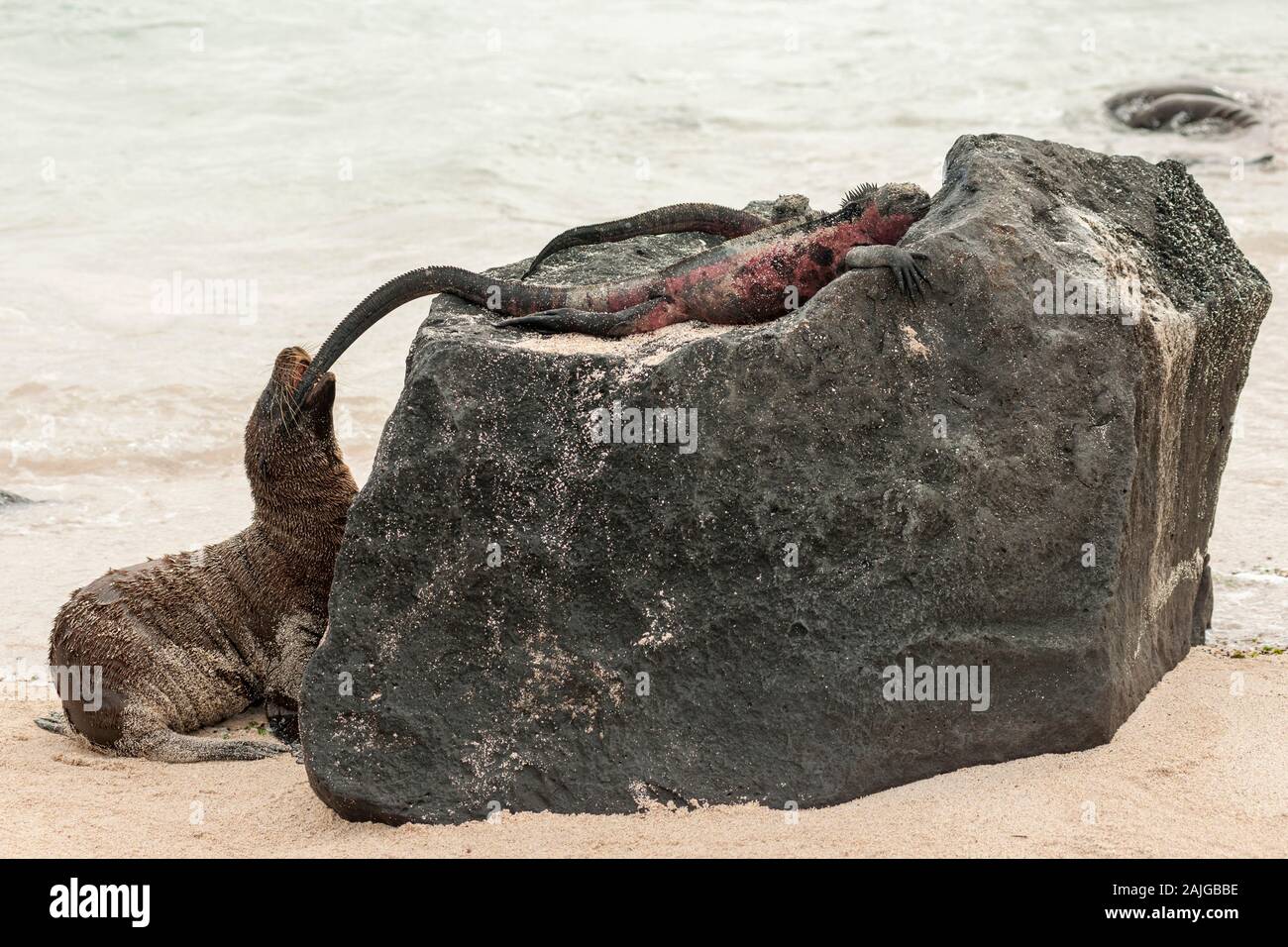 Sea Lion spielen mit Schwanz ein Marine iguana auf Espaniola Island, Galapagos, Ecuador. Stockfoto
