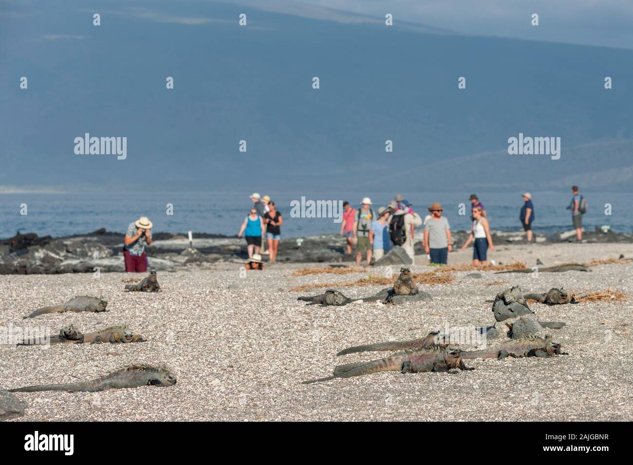 Touristen und Meeresleguane auf Fernandina Insel, Galapagos, Ecuador. Stockfoto