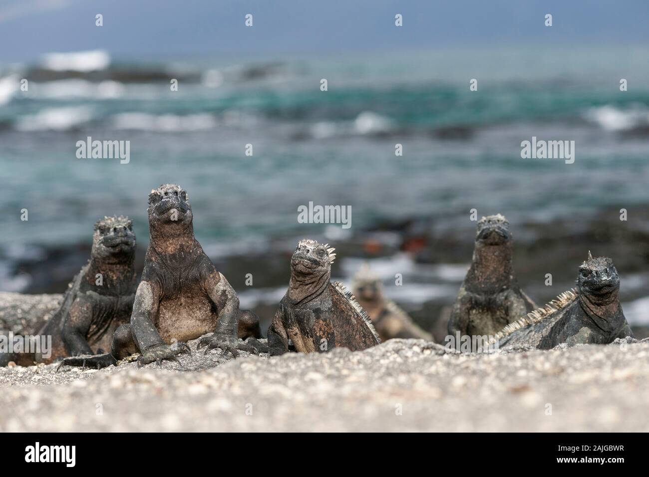 Meeresleguane auf Fernandina Insel, Galapagos, Ecuador. Stockfoto