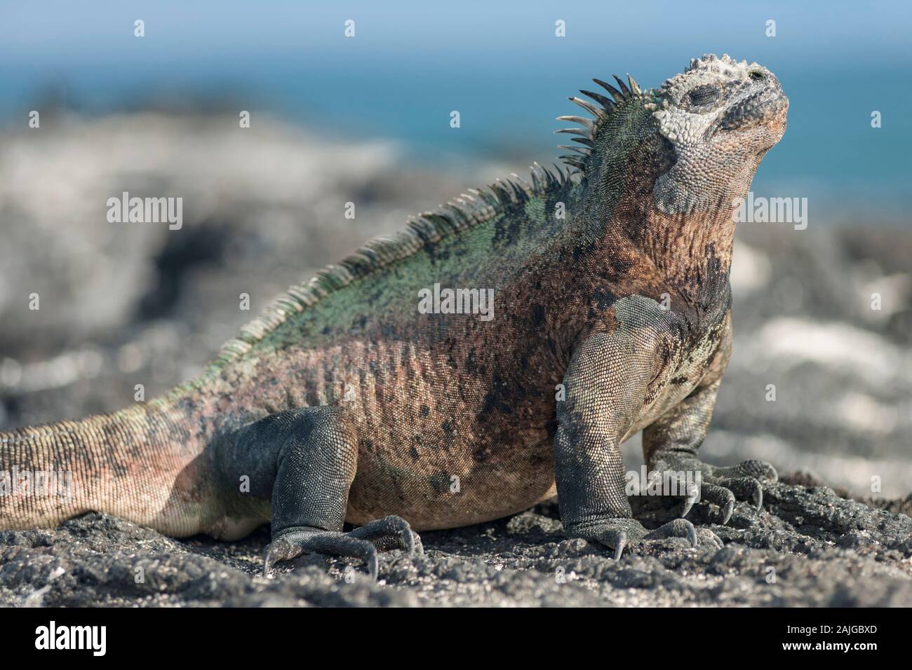 Marine iguana Aalen in der Sonne auf Fernandina Insel, Galapagos, Ecuador. Stockfoto
