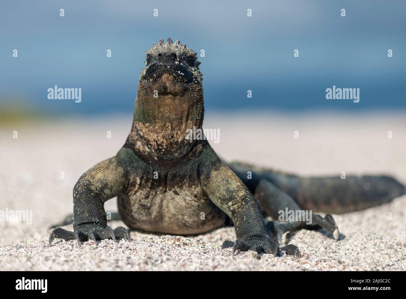 Marine iguana Aalen in der Sonne auf Fernandina Insel, Galapagos, Ecuador. Stockfoto