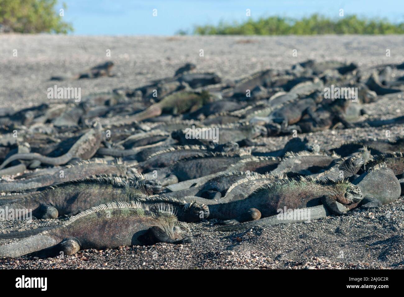 Meeresleguane auf Fernandina Insel, Galapagos, Ecuador. Stockfoto