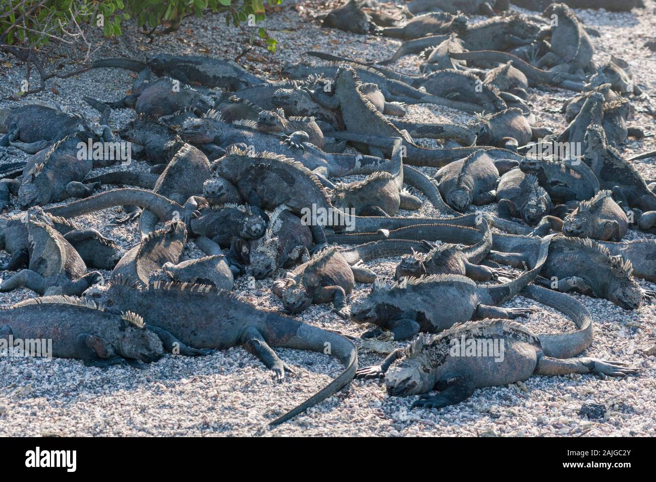 Meeresleguane auf Fernandina Insel, Galapagos, Ecuador. Stockfoto