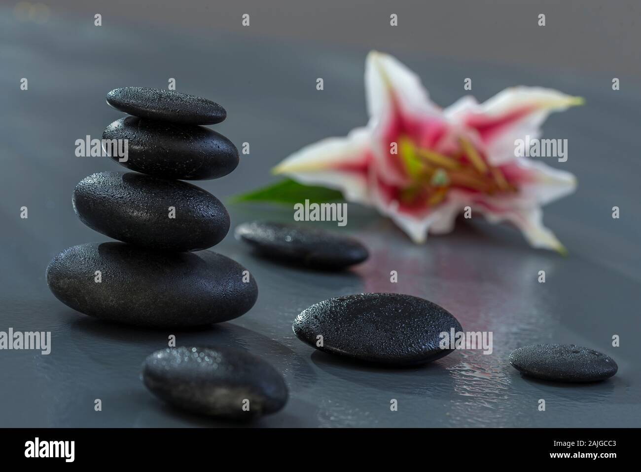 Wunderschöne Spa, Spa-Konzept mit Lily und schwarzer Stein auf Grau Stockfoto