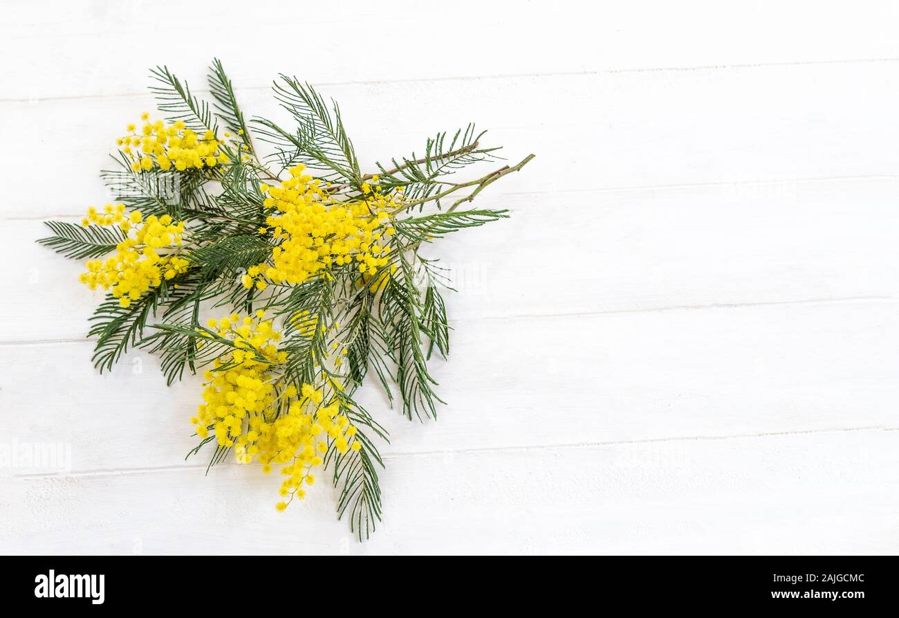 Frühling Blumen Blumenstrauß von Mimosa Blumen auf Weiß top Anzeigen isoliert. Kopieren Sie Platz Stockfoto