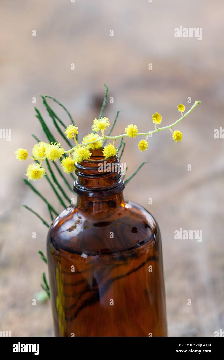 Wesentliche Mimosa aroma Öl und frische Blumen auf der Flasche Stockfoto