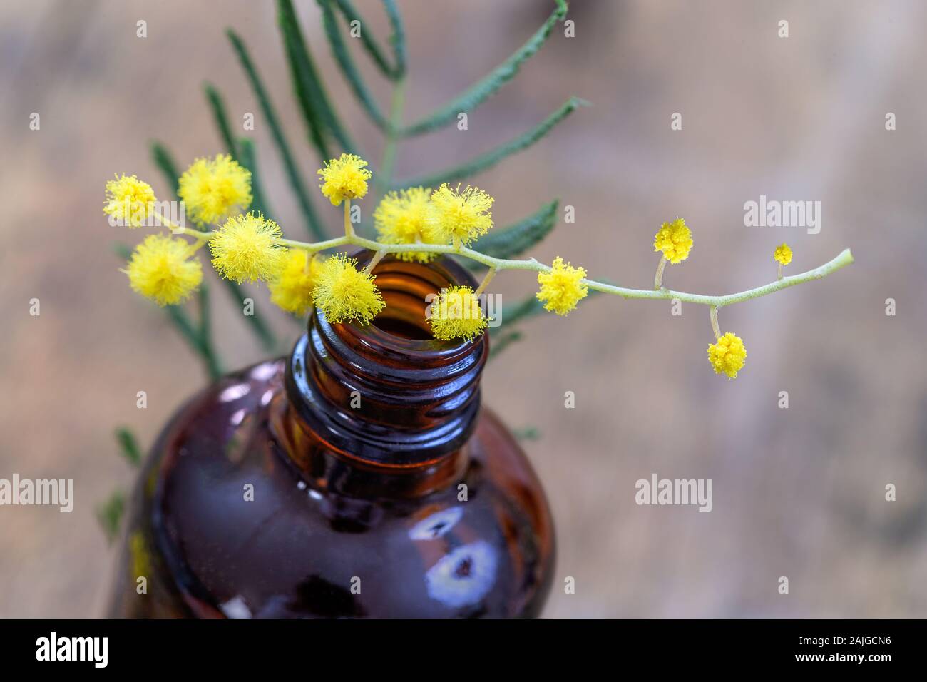 Wesentliche Mimosa aroma Öl und frische Blumen auf der Flasche Stockfoto