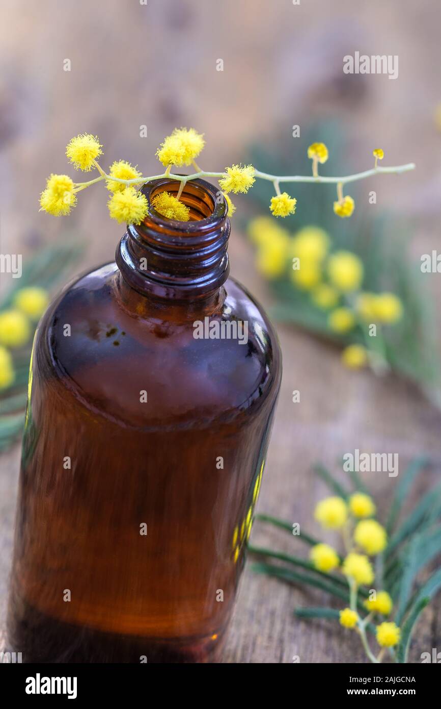 Wesentliche Mimosa aroma Öl und frische Blumen auf der Flasche Stockfoto