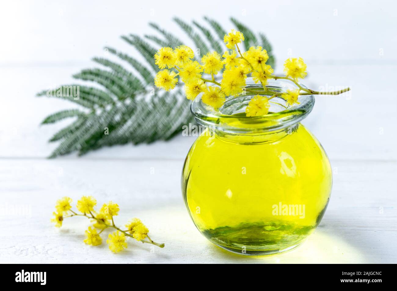 Wesentliche aroma Öl mit Mimosen. Medizin, Acacia dealbata. Stockfoto