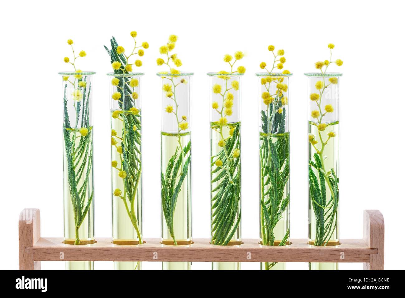 Filiale einer blühenden Mimosen in einem Labor Glas, Reagenzgläser auf Weiß Stockfoto