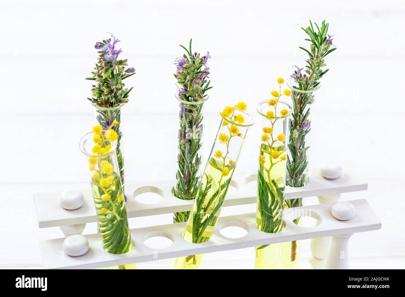 Filiale einer blühenden Mimosen und Rosmarin in einem Labor Glas, Reagenzgläser auf Weiß Stockfoto