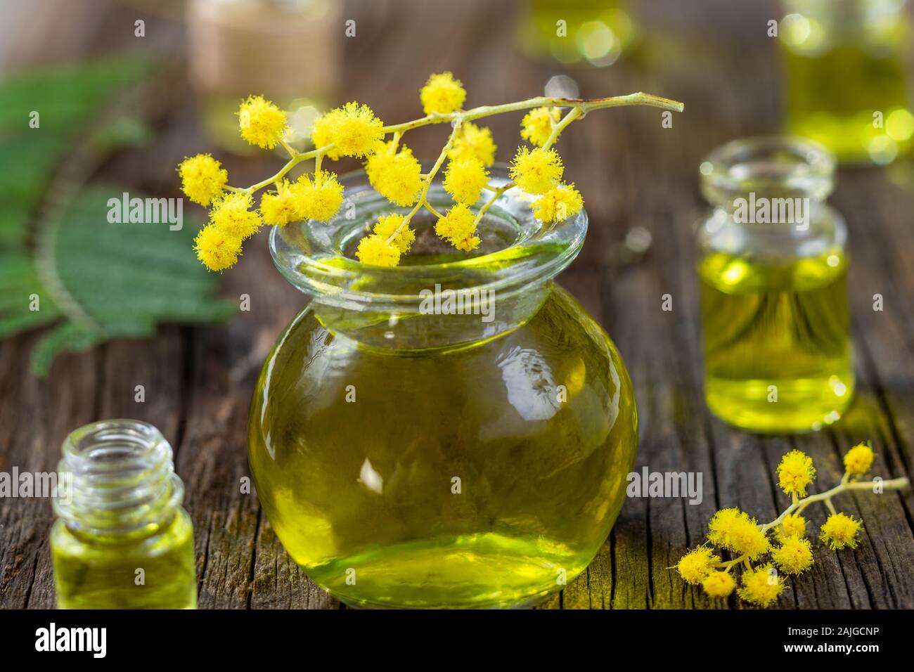 Wesentliche aroma Öl mit Mimosen. Medizin, Acacia dealbata. Stockfoto