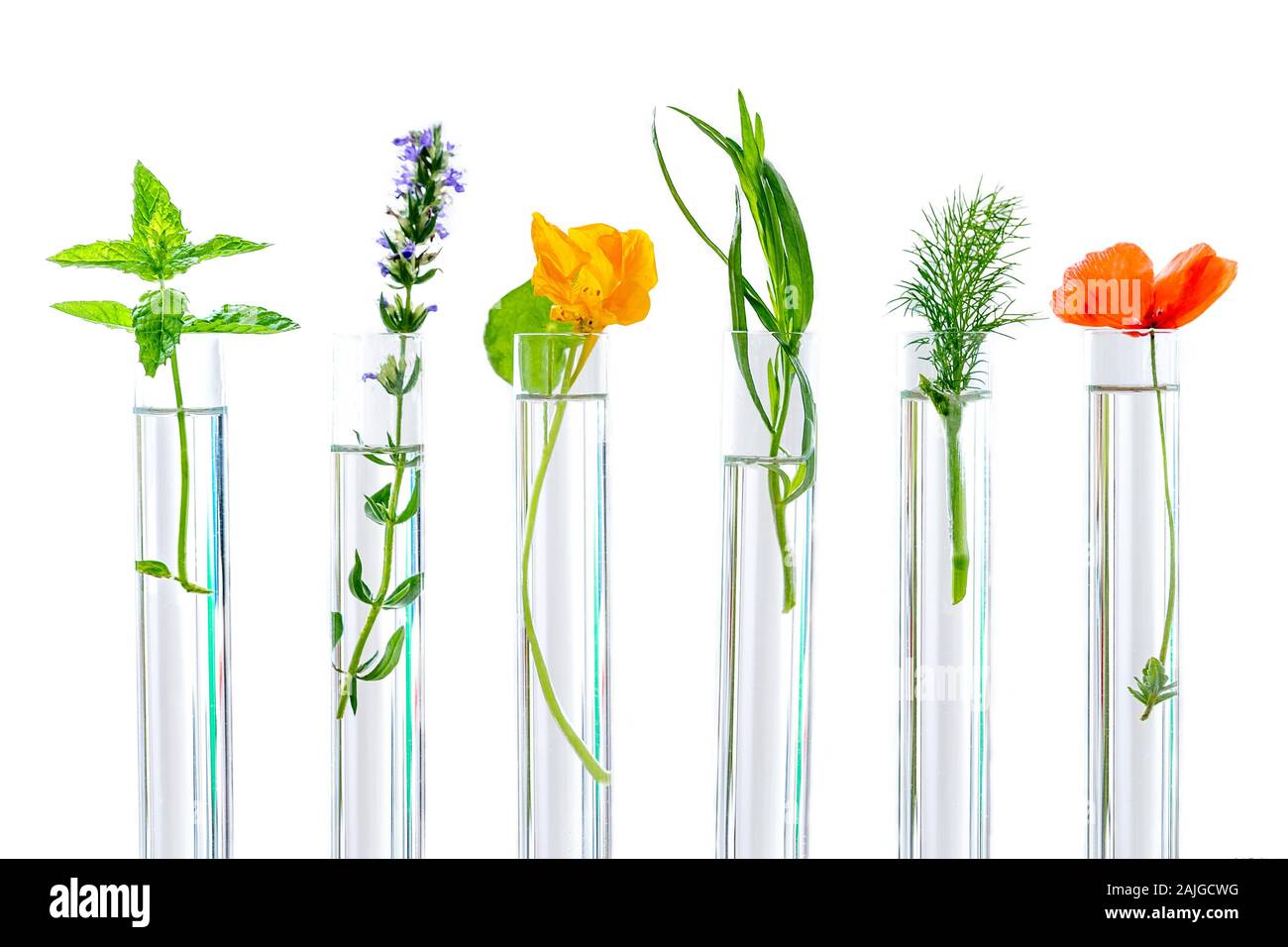 Forschung an Pflanzen Stockfoto