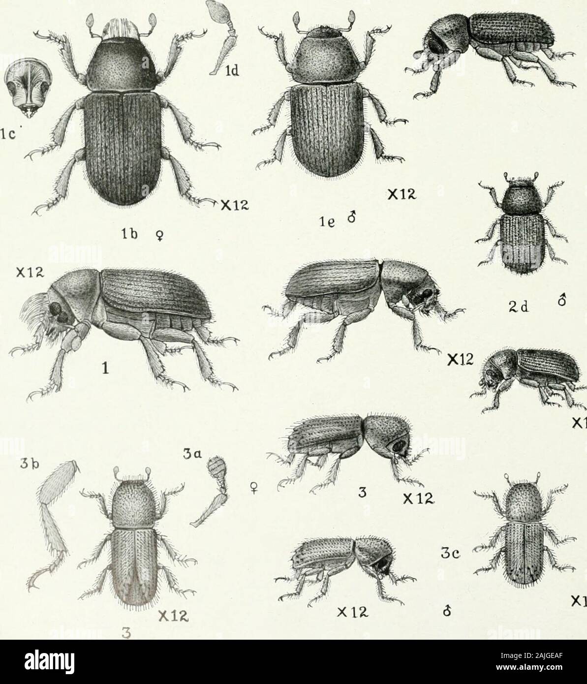 Indian Forest Insekten Coleoptera von wirtschaftlicher Bedeutung. "• Xtt. xia X12 trenchi, Schritt, der die Finnen gerardiana in Zhob.-I, Larve; ein, Puppe; setle; ic, Vorderseite der Leiter; id, vergrößerte Antenne; n; männliche Käfer. 2. Pension Phloeosinus gerardiana. - 2, Ei; 2 a, weibliche Käfer; 2 t&gt;, Antenne; 2 c, Bein; id, mal 3. Pityogenes coniferae, Schritt, der die Finnen gerardiana in Zhob und Coniferae der Nord-West Himalaya. - 3, weibliche Käfer; 3 &Lt;z, Antenne; 3^, Bein; y, männliche Käfer. Familie SCOLYTIDAE 511 Käfer. - $ Länglich zylindrisch, schwarz, mäßig glänzend; zwei brillante, Prominente, rötlich-goldenen Stockfoto