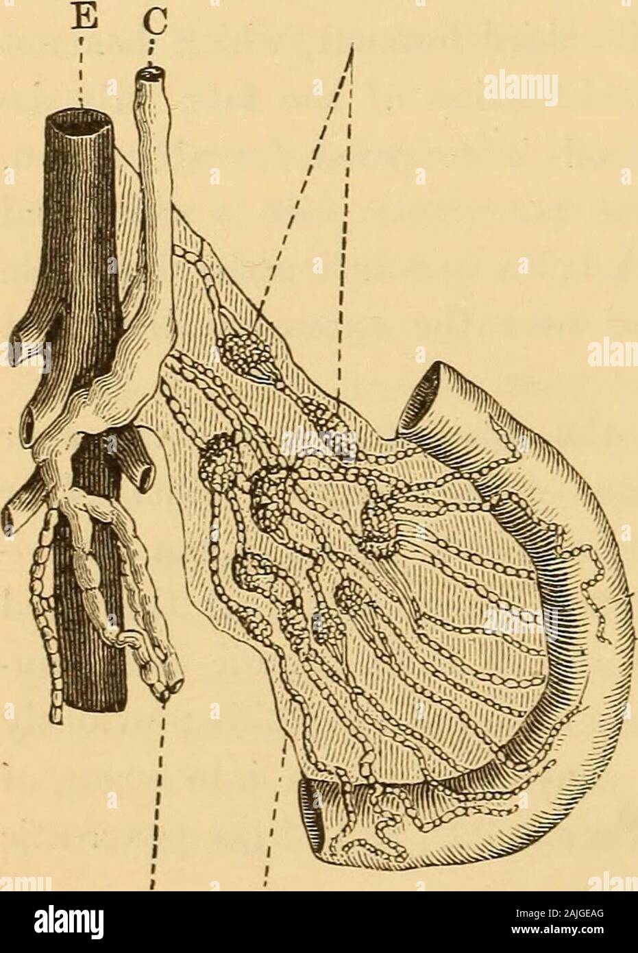 Eine Abhandlung über die Physiologie und Hygiene für Bildungseinrichtungen und allgemeine Leser.. . N Falten mit einem immensenumber der Thread - wie Prolongationen, die sogenannten Zotten, die indefinitelymultiply seine Aufnahmefähigkeit. Diese darmzotten verleihen der Oberfläche theappearance und Glätte aus Samt, und während der Verdauung Sie tauchen ein in den Kanal und durch ihr Blut Puppenhafter - Schiffe, absorbits Flüssigkeit Inhalt, so wie die thespongioles terminatethe Feinstwurzeln von Pflanzen, imbibemoisture von der Surround- Boden. 38. Zweitens, absorptionis auch durch die lac-krickenten erfolgen, eine Reihe von Schiffen - Pecu. Bliar auf das kleine i Stockfoto