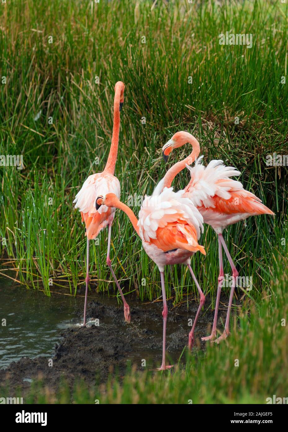 Flamingos an der Punta Moreno auf der Insel Isabela, Galapagos, Ecuador. Stockfoto