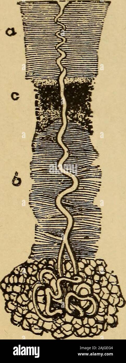 Der menschliche Körper ist ein Anfänger Lehrbuch der Anatomie, Physiologie und Hygiene. . N; unddem Röhre, durch die die Sekretion gegossen wird, ist nameda. Zwei Arten von Drüsen leer theirsecretion auf der Haut. Sie sind thesweaty oder sudoriparous^^ Drüsen und das Öl^ oder Talgdrüsen, Drüsen. 13. Die Sweat-Glands (Abb. 23) makethe Schwitzen. Sie sind sehr slendertubes, die aus der Oberfläche erreichen, durch die Epidermis und Dermis, zu thefatty Gewebe unter der Haut. Es the tube Spulen in einem Knoten. Diese glandsare gefunden Alle über die Haut, aber notequally verteilt. In der Handfläche von thehand gibt es fast Stockfoto