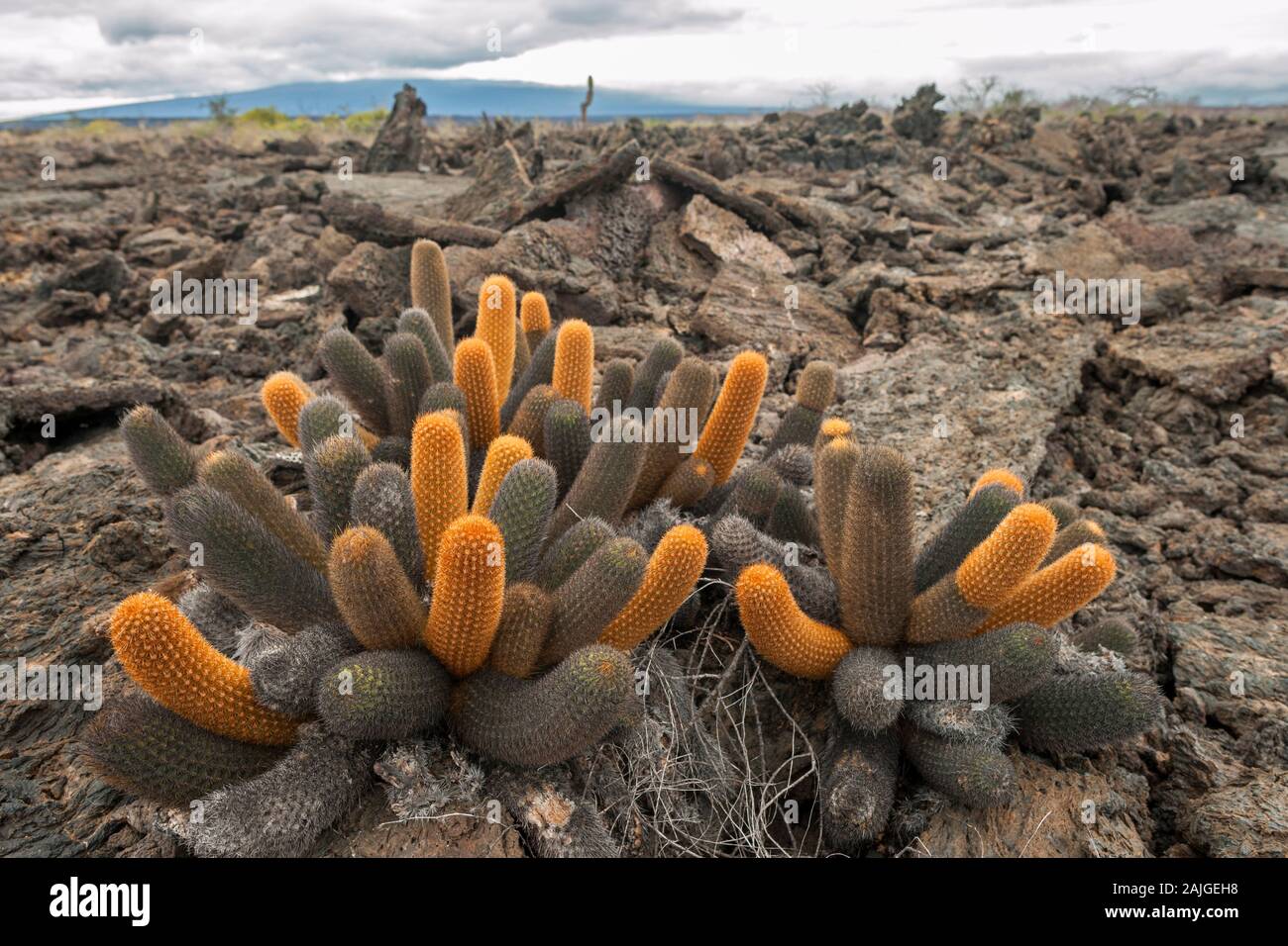 Lava Kaktus in die vulkanische Landschaft wächst im Punta Moreno auf der Insel Isabela, Galapagos, Ecuador. Stockfoto
