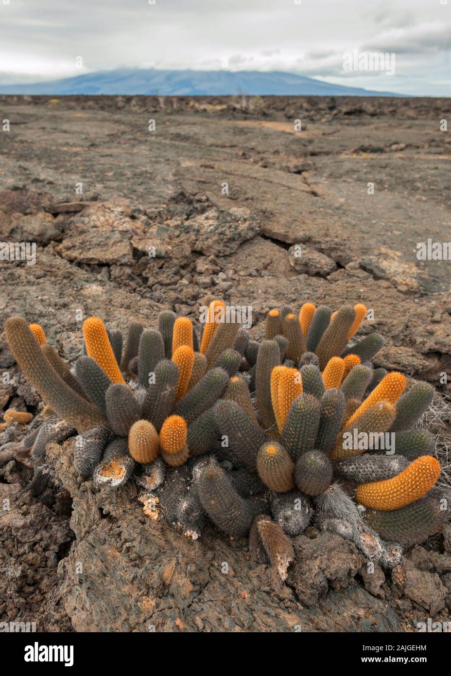 Lava Kaktus in die vulkanische Landschaft wächst im Punta Moreno auf der Insel Isabela, Galapagos, Ecuador. Stockfoto