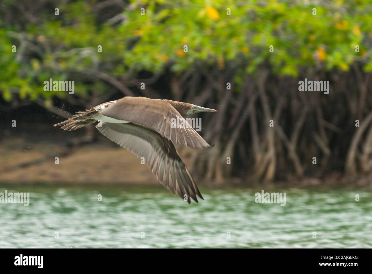 Blue footed booby Fliegen bei Punta Moreno auf der Insel Isabela, Galapagos, Ecuador. Stockfoto