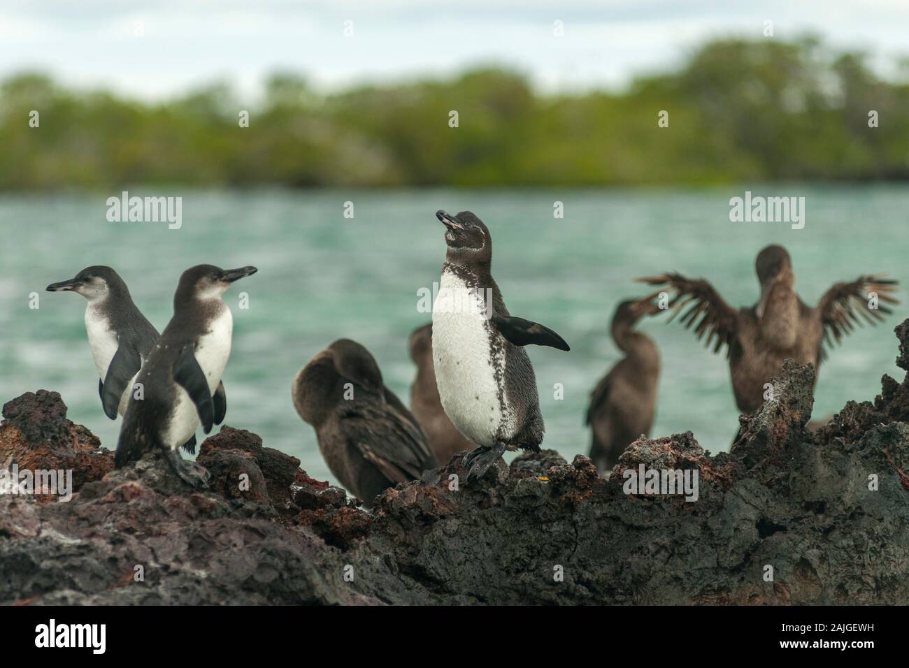 Galapagos Pinguine und Kormorane an Elizabeth Bay, Insel Isabela, Galapagos, Ecuador. Stockfoto
