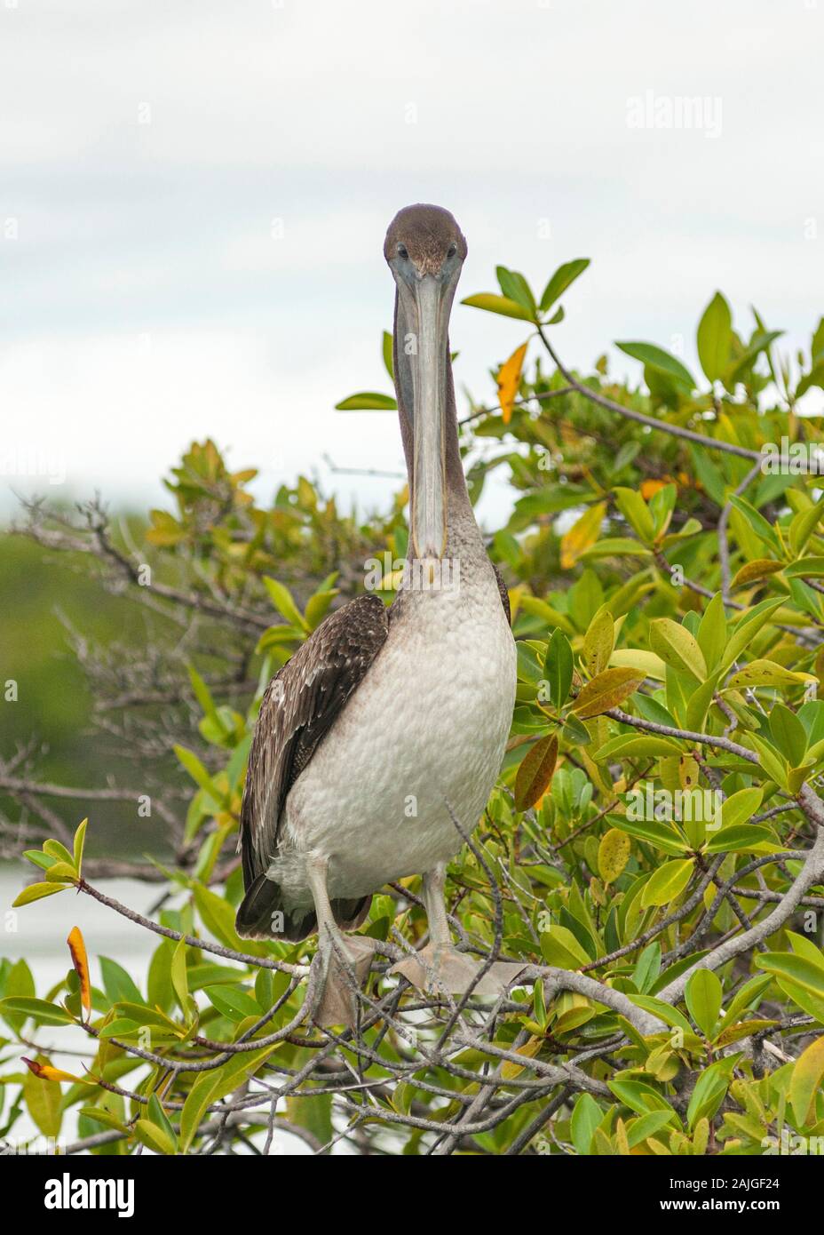 Brown pelican (als Unterart endemisch auf Galapagos) an Elizabeth Bay, Insel Isabela, Galapagos, Ecuador. Stockfoto