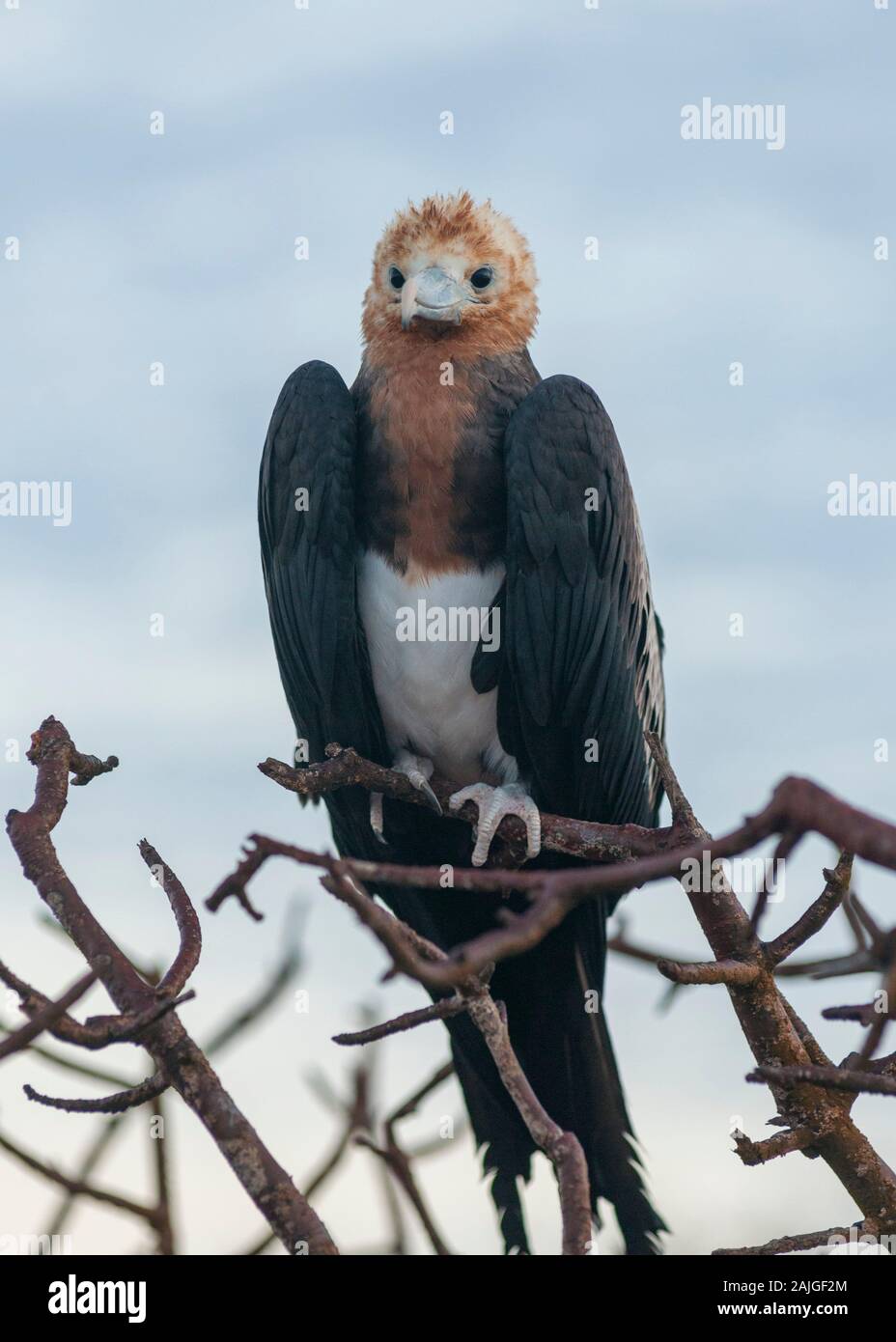 Prachtvolle Fregatte Vogel auf der Insel North Seymour, Galapagos, Ecuador. Stockfoto