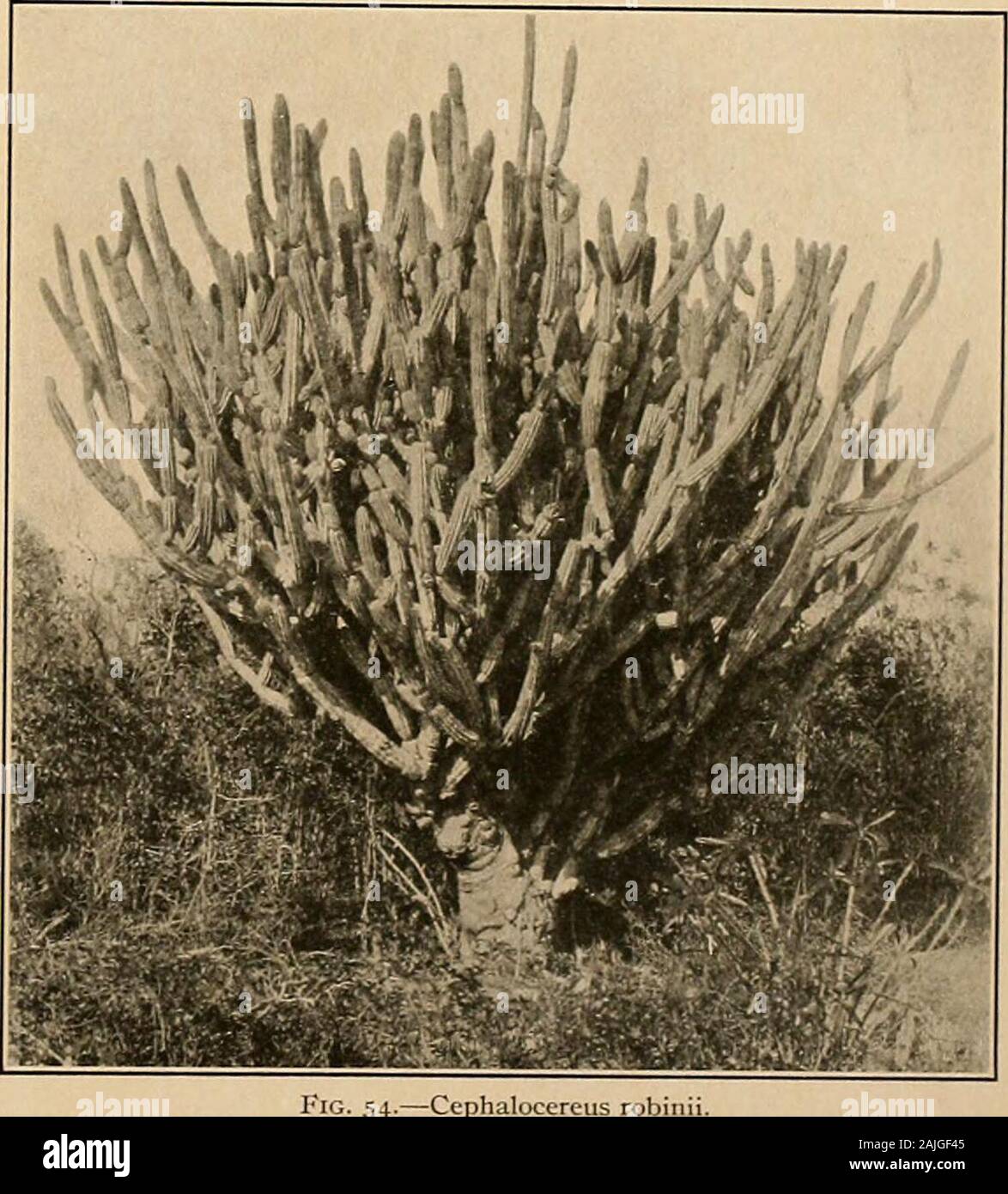 Die Cactaceae: Beschreibungen und Abbildungen von Pflanzen der Familie der Kakteen. - Blume der C. robinii. X0.7 - Früchte der gleichen. X0.7.. Abb. 54. - Cephalocereus robin Teil des Röhrchens mit ein paar kleinen Skalen; obere Skalen eiförmig breit mit bläulich-lila Spitzen passinginto grünlich oder eream gefärbten blütenhülle-Segmente, die innere Segmente weiß; Rohr richtige sehr kurz (1 em. Lange oder weniger); Hals 2,5 cm lang, Lager Staubgefäßen alle über seine Oberfläche; Staubblätter weiß, 40 die CACTACEAE. enthalten, die Innere Reihe appressed gegen den Stil; Stil, Cremeweiß, 6cm lang, exsertedbeyond der Blütenhülle-Segmente; Frucht 4 c Stockfoto