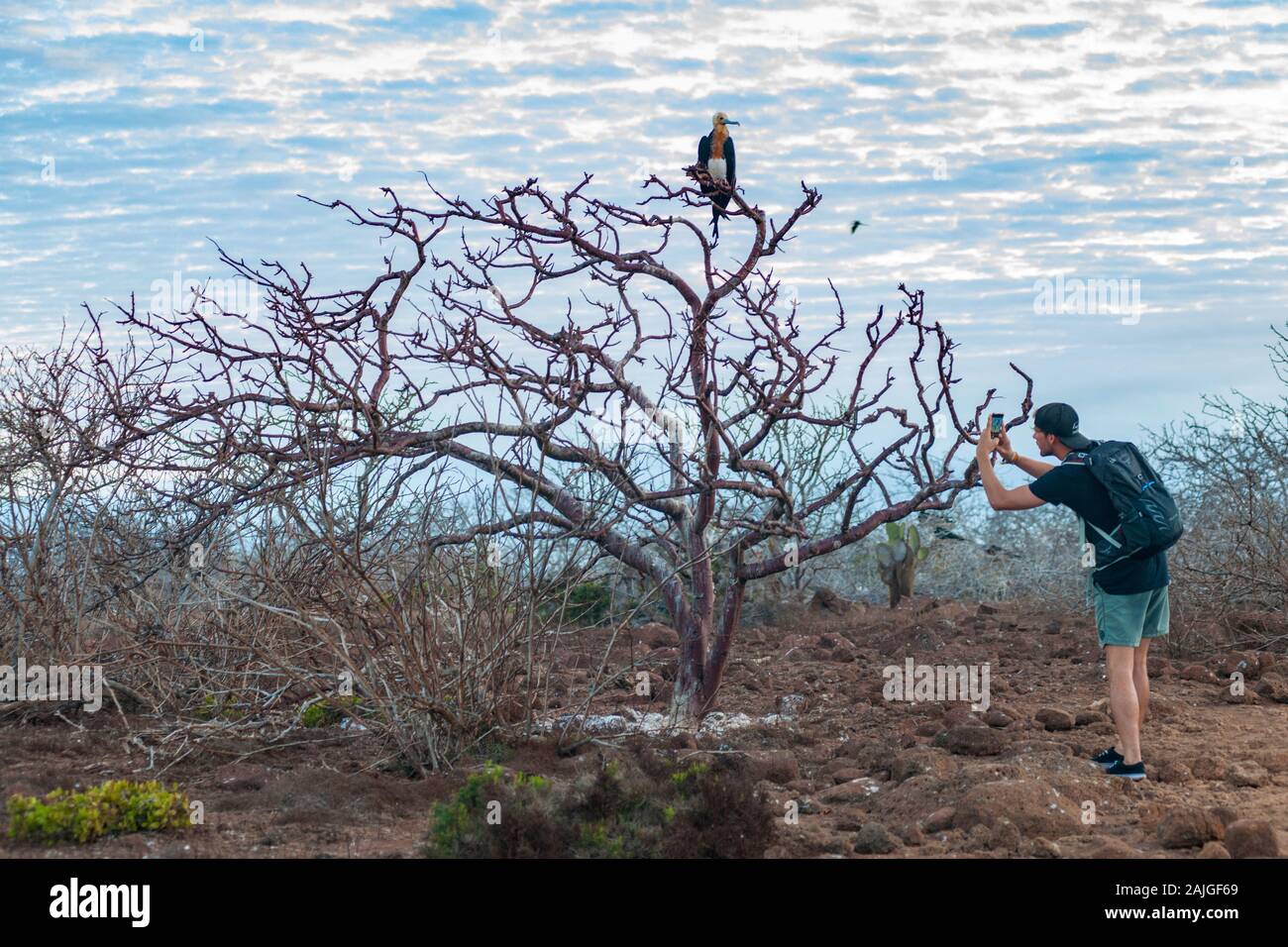Touristen fotografieren einer herrlichen Fregatte Vogel auf der Insel North Seymour, Galapagos, Ecuador. Stockfoto