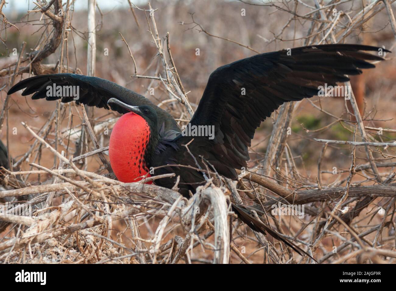 Prachtvolle Fregatte Vogel auf der Insel North Seymour, Galapagos, Ecuador. Stockfoto