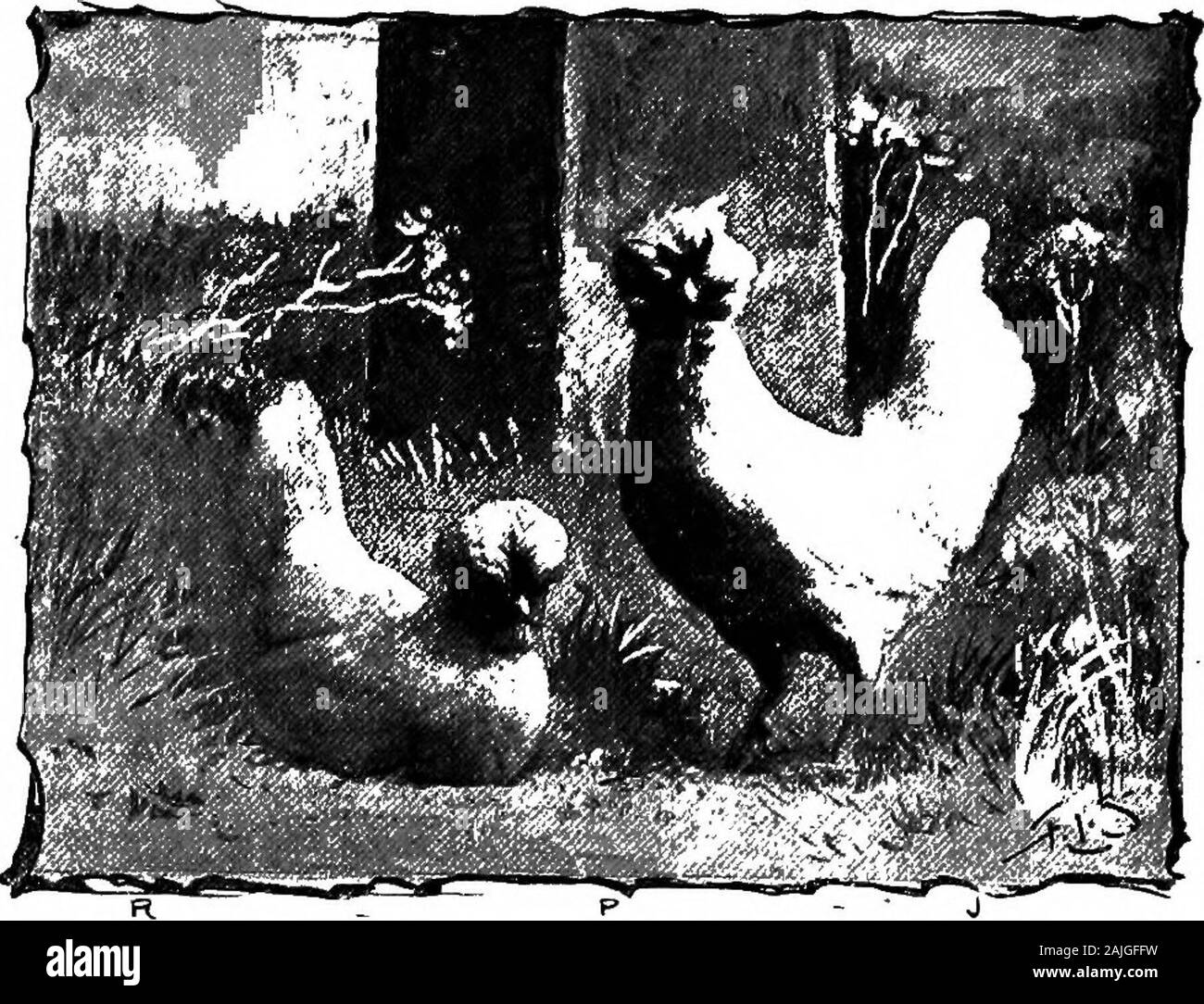 Die kleineren Vögel; eine Beschreibung aller gängigen Rassen und Sorten von zwerghühner und neuer Rassen, die immer beliebt sind.. . Url der Federn, Next, die Qualität offeather; perfekt zu sein müssen Sie hart und drahtig. Farbe ist der dritte Überlegung. Muss ein zartes Geflügel tfyey beprotected aus, um alle Änderungen der Wetter, Regen oder Sturm. Sie sind ziemlich gute Schichten, herrliche sitters und Mütter und ihre Küken sind so einfach wie das Japanische angehoben. Die rumpless Zwerghühner, erzeugt, wie sie waren, durch Herrn Tegetmeier, scheinen in meinen Augen auf die gleiche chapterwiih zu den oben genannten gehören. Ich zitiere die Stockfoto