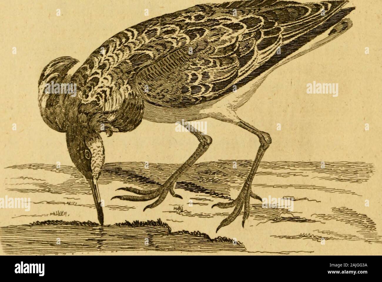 Britische Zoologie. RUFF JW 1 &Lt;? 2. Klasse II. RUFF. 457 Avis pugnax. Aldr. arv. Iii.mer. BriJJhn av. v. 240. J92 "Ruff. 167 Tab. 22. Wil. orn. 302. , Dämme Bruufhane. Bru 7 Inich 9 Raiijyn. a&lt; v. 107. 168. Krofsier. Kram. 352. Streitfchnepfe, Rampfhaehn - tringa Pugnax. Lin. fyfi. 247. Lein. Frifch, II. 232, 235. Brufhane. Faun. Suec.fp. 175. Br. Zool. 123. Scopoli, Nr. Le Combattant, ou Paon de 140. Die Männchen oder Kampfläufer, affume Fuchs Vielzahl ofcolors in feveral Teile ihrer Gefieder, dass Es fcarce pofiible zur Gebühr zwei gleichermaßen j aber thegreat Länge der Federn am Hals, dass givesname auf die Stockfoto