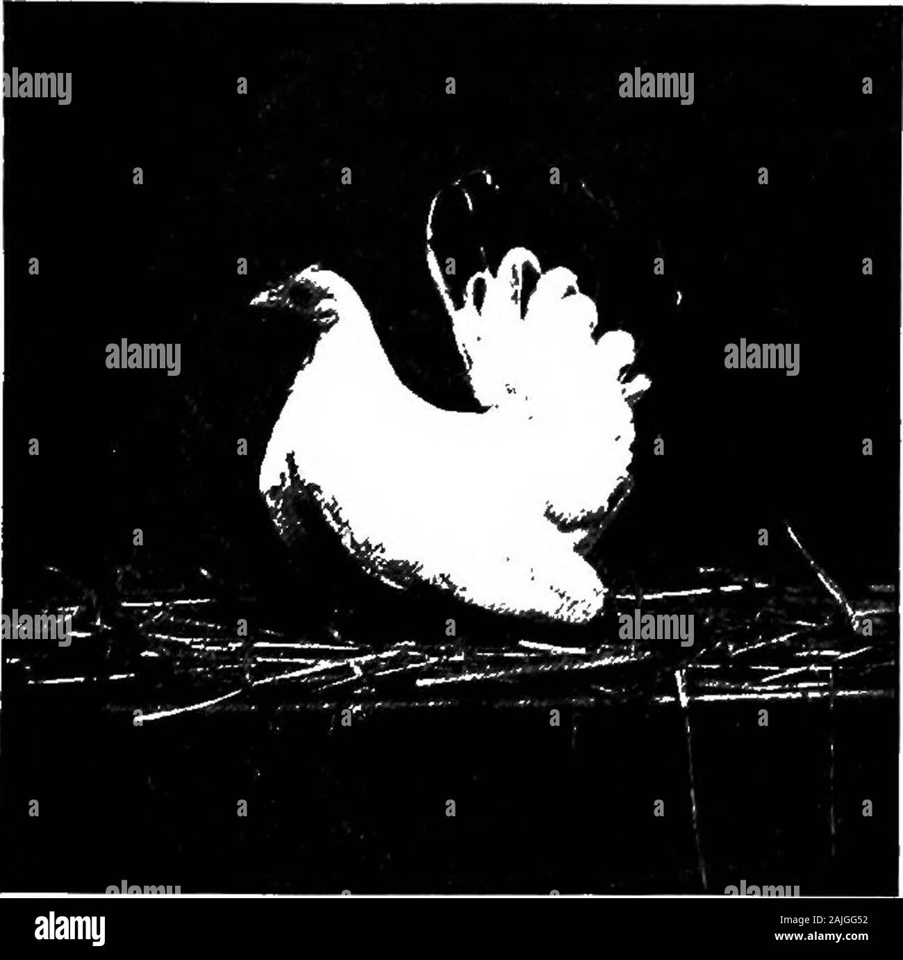 Die kleineren Vögel; eine Beschreibung aller gängigen Rassen und Sorten von zwerghühner und neuer Rassen, die immer beliebt sind.. E Schönsten aller Jap-anese ist das reine Schwarz. Diese Farbe scheint ihre sizeand Form besser als die weiße mit schwarzen Schwänze flt. Sie arealso in Solid weiß, buff, Grau und Braun von variousshades hatte. Die beliebtesten Sorten sind die schwarzen TailedWhites, reines Schwarz und reines Weiß. Die flrst Einfuhr von Schwarzen Tailed Weiß in thiscountry waren ziemlich große Vögel im Vergleich mit thosewe haben jetzt. Der ersten Einfuhr der tatsächlichen Qualität in Jap - ein Stockfoto