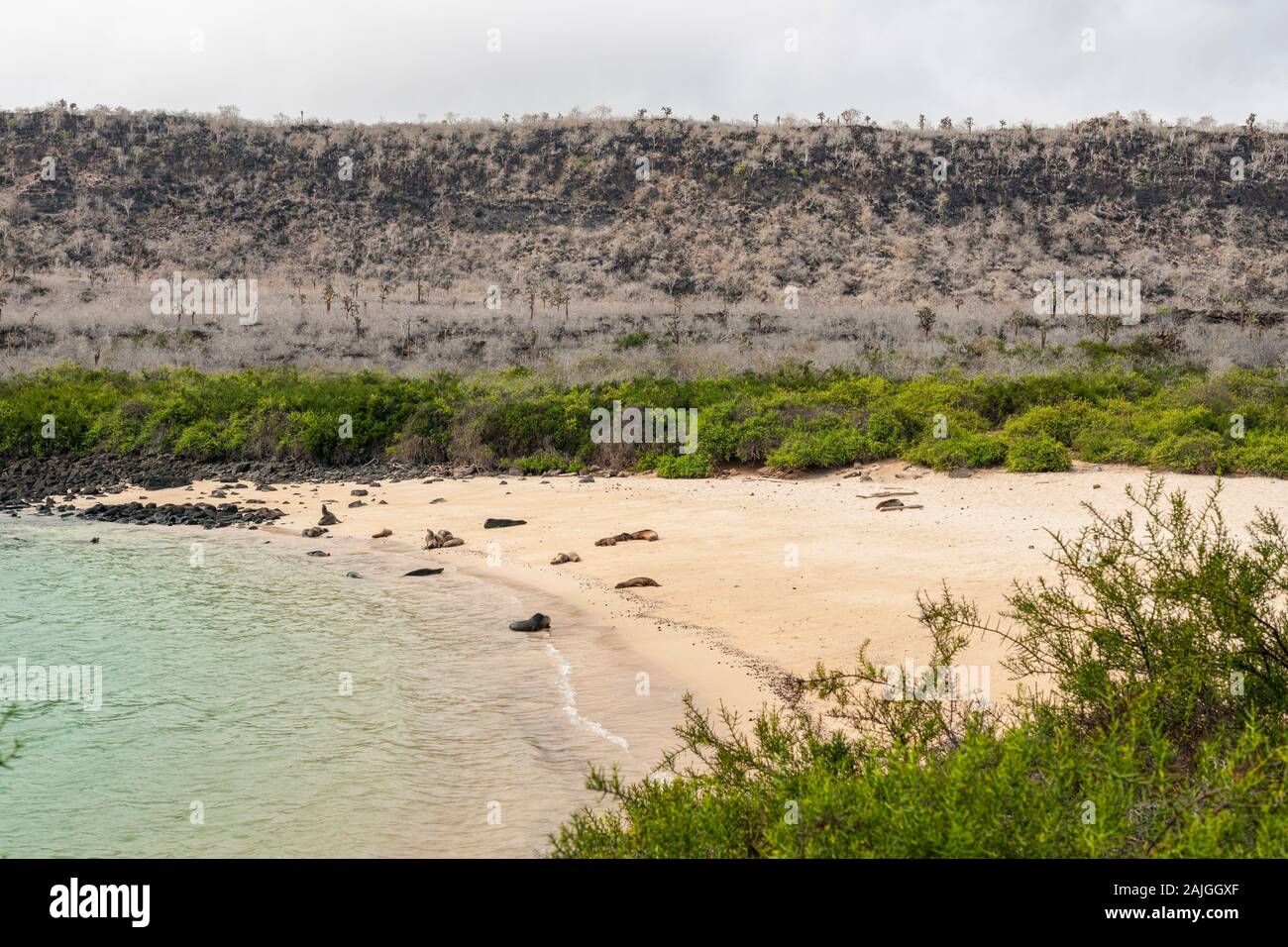 Seelöwen am Strand auf Sante Fe Island, Galapagos, Ecuador. Stockfoto