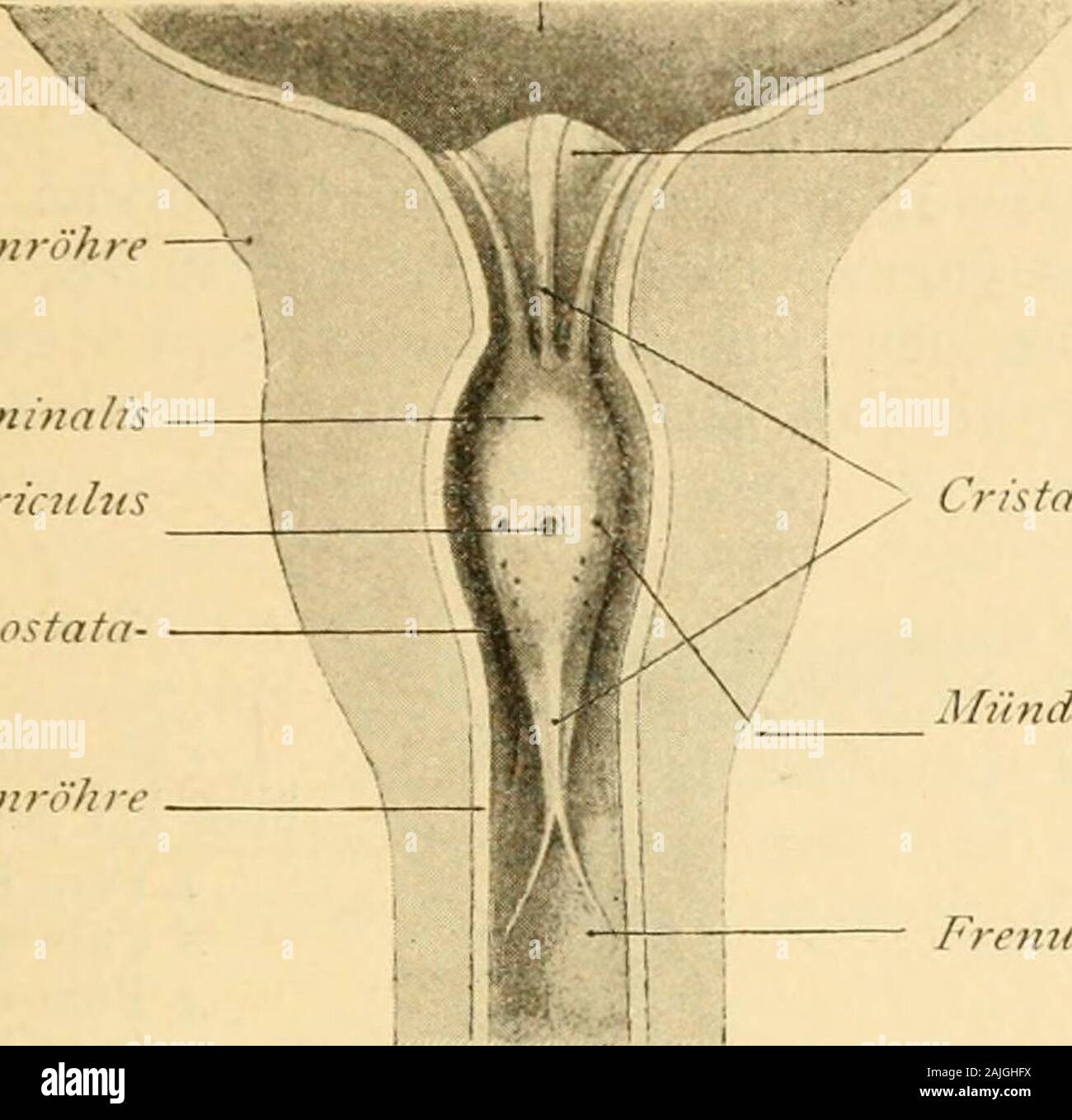 Die männlichen Geschlechtsorgane. l-mälüich ab, um in eine schmale Firste, Crista unterlegen, überzugehen, sterben sich in zwei Schenkel teilt (Frenula colliculi seminalis, Jarja - vay), die sich in den nächstfolgenden Stück, sterben Pars membranaceaurethrae, oft eine ziemliche Strecke fortsetzen, um gegen sterben seitlichenWandungen der Harnröhre allmählich zu verstreichen. Der auf der Höhe des Colliculus seminalis mit länglichenÖffnung mündende Utriculus prostaticus ist der untere Rest des*) Caput gallinaginis, Veru raontanum, Crista urethralis, Schnepfen Köpf. 170 Sterben männlielie Hnniröhre. 171 Ein Stockfoto