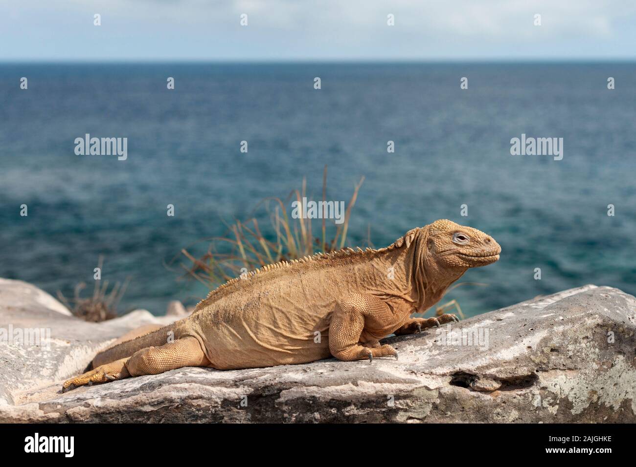 Sante Fe Iguana auf Santa Fe, Galapagos, Ecuador. Stockfoto