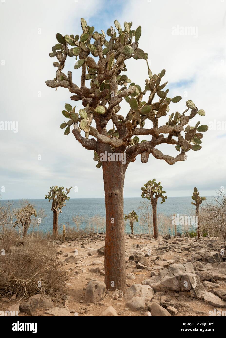 Opuntia (feigenkaktus) cactus Bäume auf Sante Fe Island, Galapagos, Ecuador. Stockfoto
