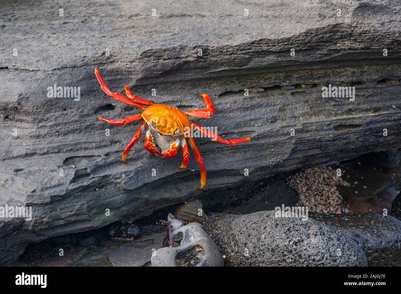 Sally Lightfoot Krabbe auf der Insel Santiago, Galapagos, Ecuador. Stockfoto