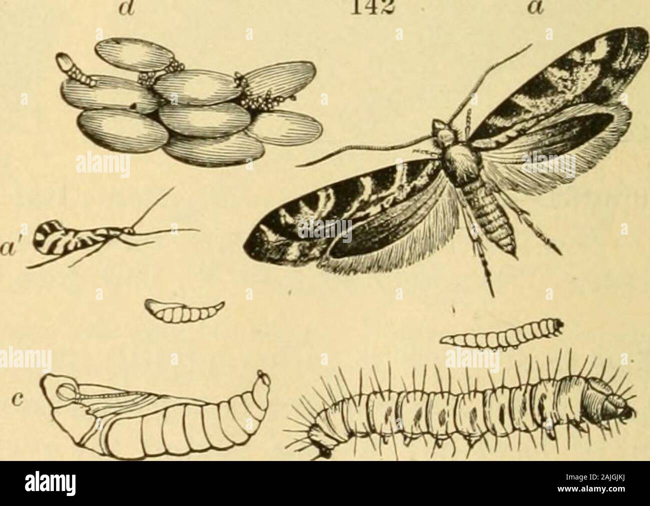 Transaktionen, die von der Connecticut Akademie der Künste und Wissenschaften. Abbildung 141.- Abb. - Motte (Ephestia cahiritella); erweiterten 2; A, Imago; B, larvaFigure 142.-Grain oder Wolf - Moth {Tinea granella); ein, Imago, vergrößert; ein, die Gleichen, Nat. Größe; b, Larve, Nat. Größe und vergrößert; c, Puppe, Nat. sizeand vergrößert: d, befallene Korn. Nach Packard. 141 aus WebstersInternational Wörterbuch; nach Chittenden. Staaten und Kanada. Jones aufgenommen wie im Jahr 1876; Es wasalso in Geddes Liste. Wir nahmen es im April 1901. Es war byMiss Heu ward, 12.08.1902, an der Ampel. * Herr Dyar gibt mir im folgenden synonym Stockfoto