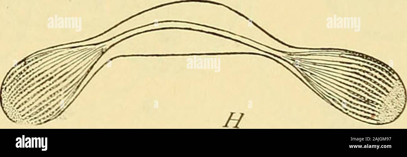 Die Zelle in der Entwicklung und Vererbung. Abb. 38. - Mitotischen Teilung in Infusoria. [R. Hertwig.] A-C. Der Macronucleus sliowing Spirochona, Pol-Platten. D-H. Aufeinanderfolgenden Stufen in thedivision der Micronucleus von/ta^- flWAT/ww. D. in der frühesten Phase, Anzeigen Retikulum. G. in der fol-genden Phase (Sichel - Form) mit Nukleolus. E. in der Chromosomen und Pol-Platten. F. in der Späten ana-Phase. H. in der abschließenden Phase. Die kernmembran kann mehr oder weniger vollständig throughevery Stufe {Noctihica, EiiglypJia, ActinospJicEriiini). 2. Astern vielleicht vorhanden (Hehozoa, gregarines) oder wollen (In-fusoria, radiolaria). 3. In o Stockfoto