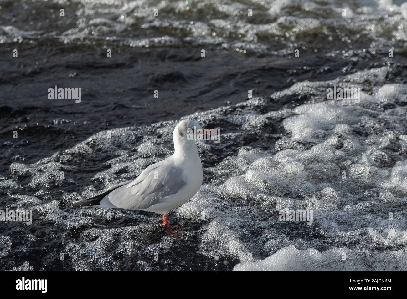 Gull schwarz-Leitung (Larus ridibundus) im Winter Gefieder, River Nith, Dumfries, Schottland SW Stockfoto