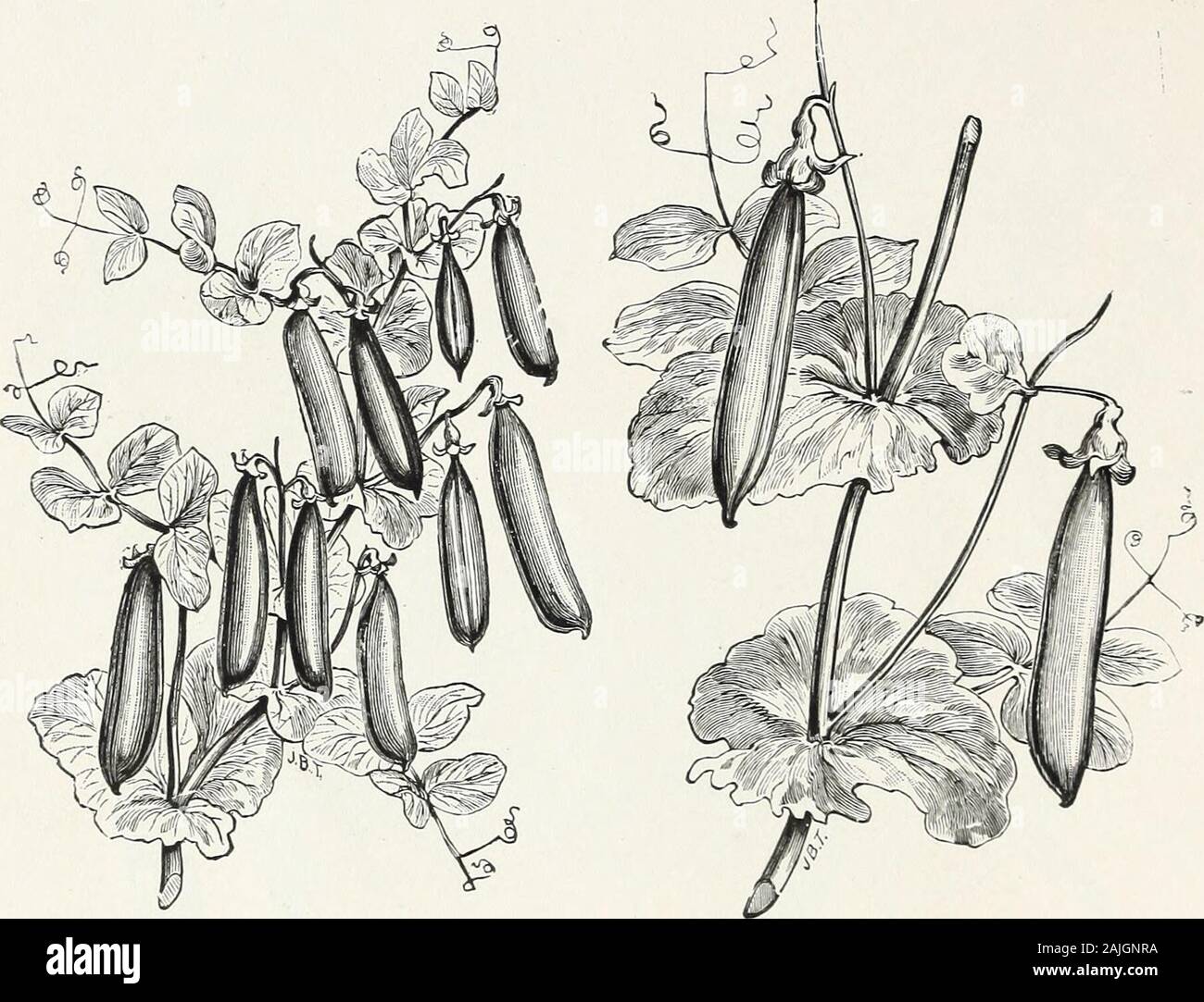 D M Fähre&Co. Großhandel Liste der Samen für 1891. Erste und Beste. Glückseligkeit amerikanische Wunder, Erbsen - fortgesetzt. Tel. Chiffre. PerBu. Früheste Aller, op Alaska, die Feinsten blau extra früh Erbse in Anbau Kewaunee... . $ 4 00 Kentish Invicta, true Kinney 3 50 * Laxtons Alpha, extra Kimble 3 00 Fähren Extra früh Tom Thumb Kiowa 3 75 Blue Peter, oder Blau Tom Thumb Knox 3 75 FRÜHE SORTEN. ^ McLeans Kleinod^ Premium Juwel* Bliss Everbearing Extra früh Kent, True^ McLeans Advancer, Wahl lieferbar^ Telefon, sehr beliebt * Bliss Fülle Kossuth 3 50 Labette... 3 50 Laclede 3 00 Lamoille.... 2 50 Laurel 3 Stockfoto