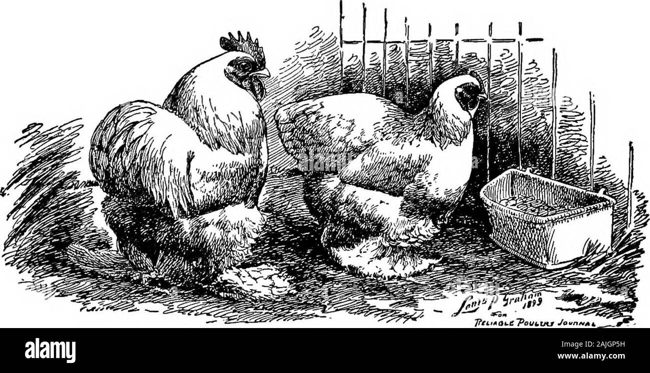 Die kleineren Vögel; eine Beschreibung aller gängigen Rassen und Sorten von zwerghühner und neuer Rassen, die immer beliebt sind.. . Buch: Mr. T. F. McGrew: Ich kann nicht glauben, selbst ein erfolgreicher Züchter von zwerghühner; jedes Jahr bringt mich einige neue Enttäuschung. Hopescherished für Monate fallen weg in nicht-Realisierung von someimprovement selbstbewusst suchte. Aber immer noch sind viele dieser Enttäuschungen sind weich mit dem Wissen thatother Punkte werden gestärkt und wir sind besser und strongerfor eine weitere Saison. Meine erste Auswahl von Schwarzen Cochin Zwerghühner madefrom war die beste, die ich finden konnte. Farbe, Form eine Stockfoto