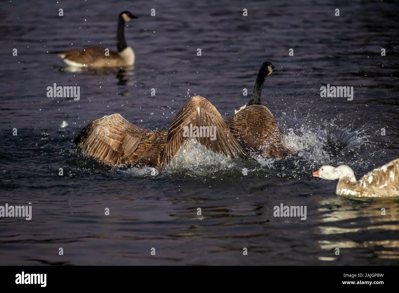 Kanada Gans. (Branta canadensis) Keith J Smith Fotografie. 2019. www.kjs-images.com Alle Rechte vorbehalten Stockfoto