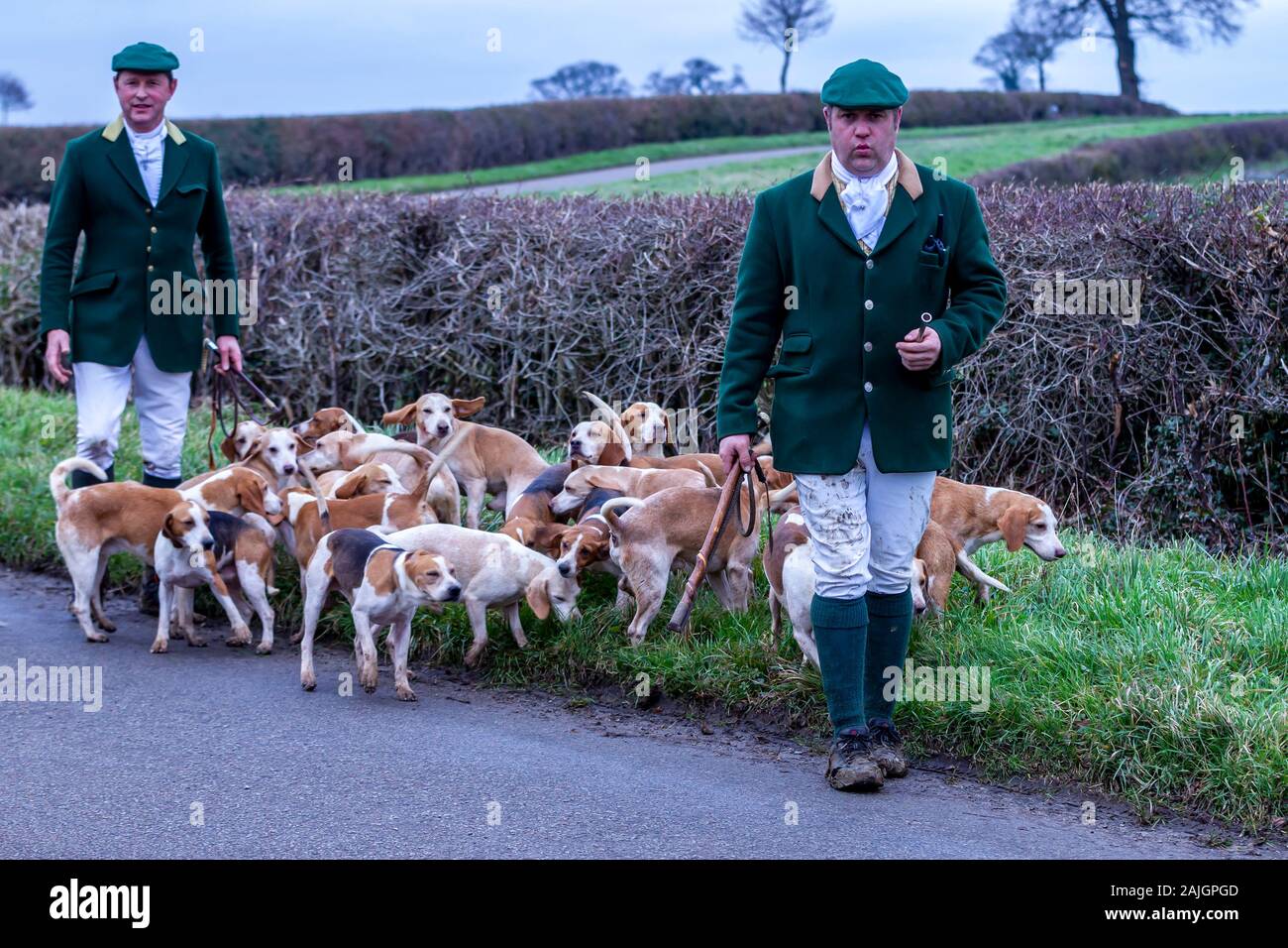 Der Oakley Foot Beagle mit einem Hundpaket auf der Whiston Road führt nach Denton, Northamptonshre, England, Großbritannien. Stockfoto