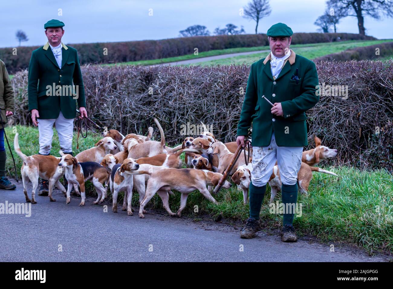 Der Oakley Foot Beagle mit einem Hundpaket auf der Whiston Road führt nach Denton, Northamptonshre, England, Großbritannien. Stockfoto