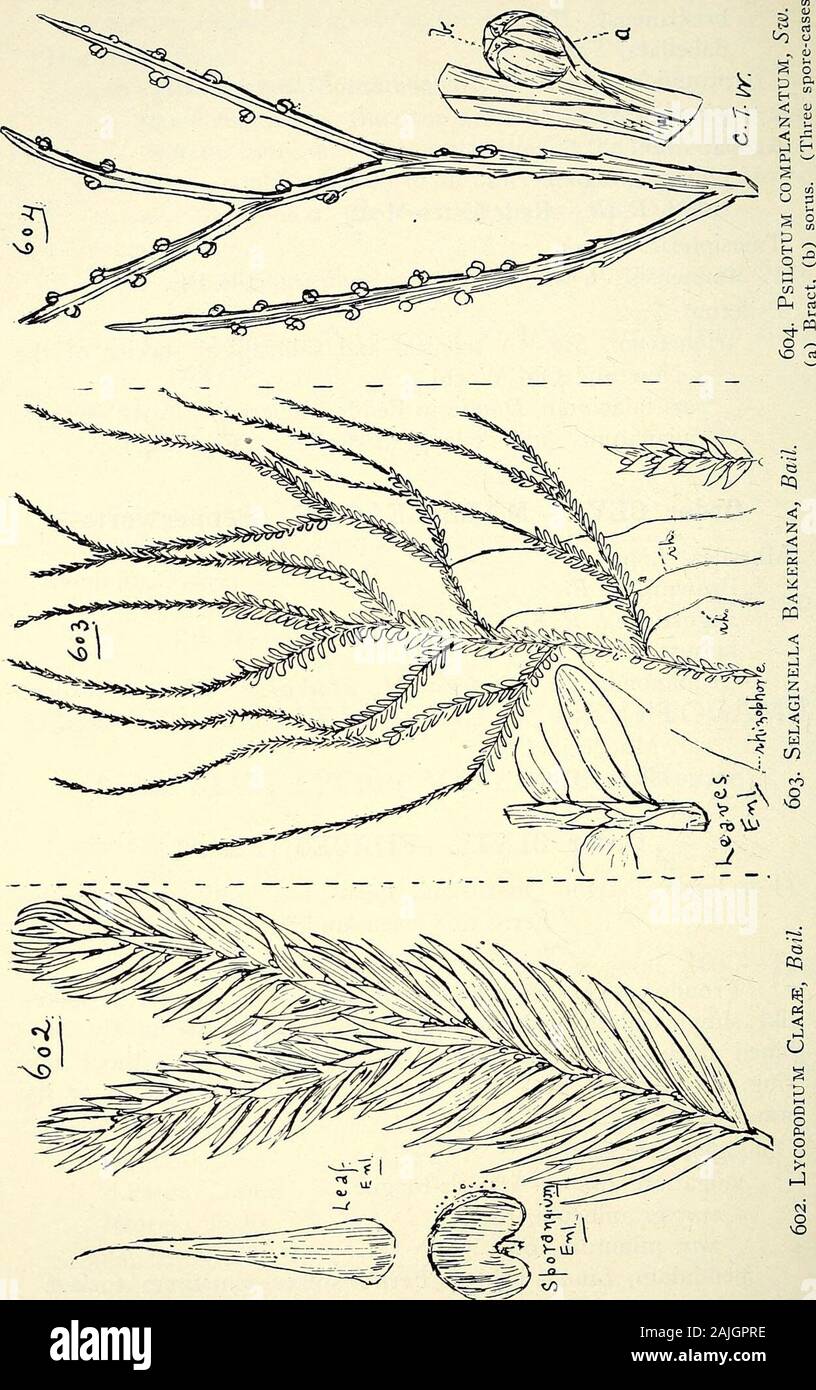 Umfassenden Katalog von Queensland Pflanzen, Einheimische und Eingebürgerte, zu denen hinzugefügt werden, soweit bekannt, die Aborigines und anderen volkstümlichen Namen; mit zahlreichen Abbildungen und reichlich Notizen auf die Eigenschaften, Funktionen, &c., der Pflanzen. w und der Alten Welt. var. falacinum, Domin in Fedcle. Repert. ix. (1911) S. 551.. complanatum, Sw, - eine tropische Arten. (Abb. 604.) Bestellung CLVI.- MARSILEACE^ (Pepperworts). Marsilea, Linn. Brownii, A.Br. angustifolia, R. Br. Hirsuta, R. Br. Drummondii, A. Braun=M. Makro Eiter, Haken.- Nardoo. (Abb. 605.) Div. Die Tiere, A. Br, var. elata, A.Br. Um CLVII.-FIL Stockfoto