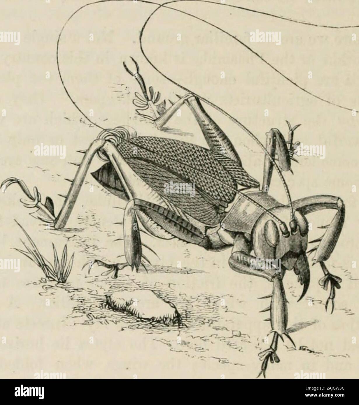 Insekten im Ausland: ist ein beliebtes Konto ausländischer Insekten, ihre Struktur, Gewohnheiten, und Transformationen. trosa, genannt von einigen Entomologen Schizodactylusmonstrosus. Die Gründe für diesen zweiten Titel Wir soonlearn. In diesem Insekt, die Enden der Flügel sind nicht nur ofvery große Länge, sind aber in der Spirale warmgewalzte Rollen, damit avoidinterference mit Fortbewegung. Die flügeldecken sowie die Flügel, haben diese bemerkenswerte Struktur. In bezug auf die Abbildung, der Leser wird sehen, dass es eine Art von einem karierten Blick auf den Flügeldecken. Dies wird durch die Feinheit und die Transparenz, 3 verursacht Stockfoto