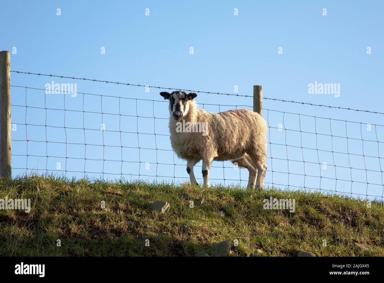 Schafe, die auf einer Gras-Bank stehen, Flookborough Lake District Cumbria England Stockfoto