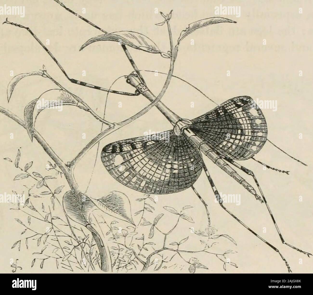 Insekten im Ausland: ist ein beliebtes Konto ausländischer Insekten, ihre Struktur, Gewohnheiten, und Transformationen. scia Zeuoris, 4 cm in der Länge von Kopf totail, so dass es wirklich eine große ist jedoch nicht ein riesiges Insekt. Die Gattung ist eine sehr große, bestehend aus etwa 90 Arten, und es ist eher eine große geographische Ausdehnung, die innersten der Inseln des Indischen Ozeans gefunden und über Indien gene-Rally. Dieser Spezies nur Krawatte Muster ist in der BritishMuseum, und dieses war in Borneo genommen. Auch im getrockneten Zustand es ist ein wunderschönes Insekt und whenalive muss sehr schön gewesen sein. Ich Stockfoto